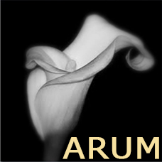 Collection Arum