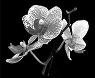 orchidee_icon